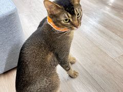 -柴迷FANS CLUB·柴犬狗咖·猫咖