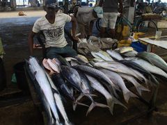 -尼甘布海鲜市场