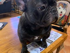 -more than meow吴止猫主题餐厅(承德 中船汇店)