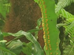 -昆明植物园