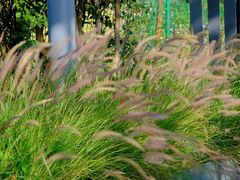 -光明小镇欢乐田园