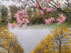 -天适樱花悠乐园