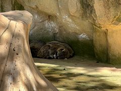 -杭州野生动物世界