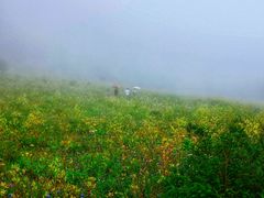 -白草畔自然风景区