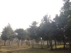 -蜀冈西峰生态公园