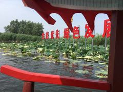 -白洋淀景区