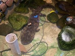 -印象鲵宴·张家界地标美食名片(溪布街店)