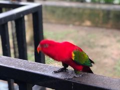 -吉隆坡雀鸟公园