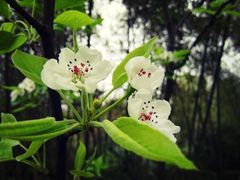 -野蔓果·山野菜(西湖景区·龙井茶田店)