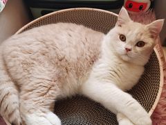 -猫大福·Fortune Cat猫舍(百子湾店)