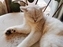 -平行世界·猫咖(首经贸店)