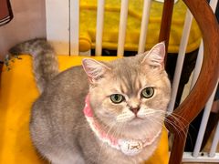 -Let's go狗咖·猫咖·奶狗·桌游(春熙路IFS店)