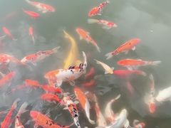 -天目湖涵田半山温泉