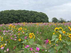 -嘉北郊野公园