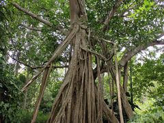 -中国科学院西双版纳热带植物园