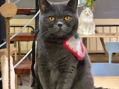 -豆逗聊愈猫阁Easy Life