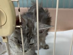 -嘉馨宠物医院·CT影像转诊·心脏科·犬猫全科诊疗中心(下沙大学城院区)