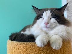 -猫在这儿猫咪咖啡馆·撸猫馆