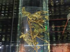 -广东中医药博物馆