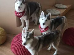 -Husky Go! 哈士奇体验馆·宠物咖啡厅狗咖