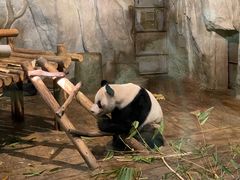 -深圳野生动物园