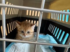-瑞派康怡24h宠物医院·犬猫医疗中心·微创绝育(瑞景分院)