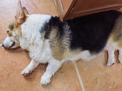 -柯斗斗主题餐厅·狗咖·围炉煮茶·茶饮(国瑞升平里店)