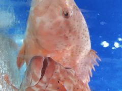 -靓湾海鲜·海景餐厅(小麦岛店)