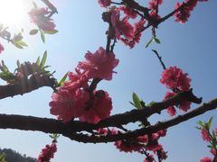 -南国桃园旅游度假区