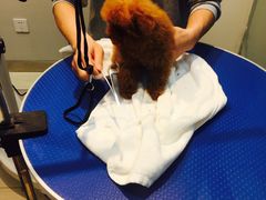 -PETKIT 小佩宠物·低压洗护·美容·寄养(安远店)