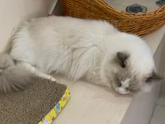 -鼓捣猫呢主题猫咖店