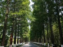 -黄海国家森林公园