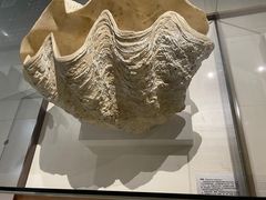 -青岛贝壳博物馆