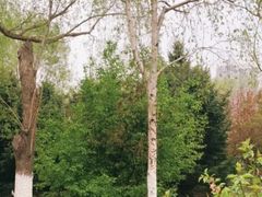 -长白岛森林公园