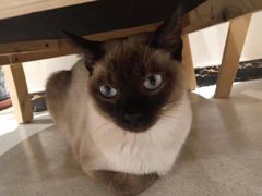 -藏猫猫咖啡主题馆(中央大道店)