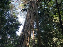 -中国科学院西双版纳热带植物园