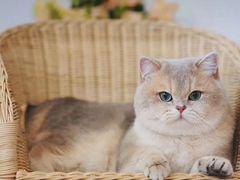 -Bastet sally猫舍购宠(静安店)