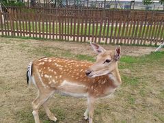 -秦皇岛野生动物园