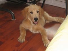 -菲丽丝宠物医院·24小时·猫科中心·免疫点(淮海分院)