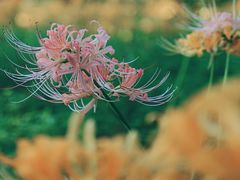 -杭州植物园