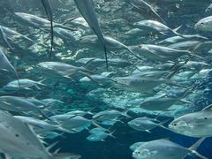 -上海海洋水族馆