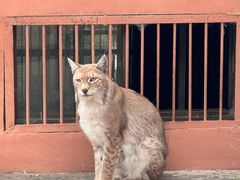 -青藏高原野生动物园