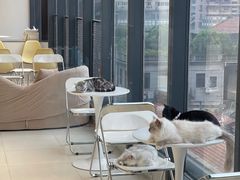 -怪兽屋·羊驼·猫咖·狗咖(俊华广场店)