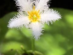 -双季花艺园艺市场(浦东店)