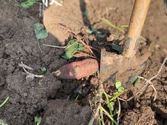 -前小桔亲子创意农场·草莓采摘·露营烧烤