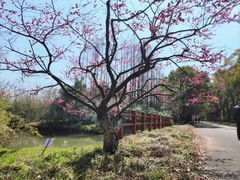 -上海海湾国家森林公园