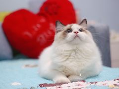 -Bastet sally猫舍购宠(静安店)