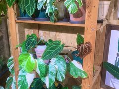 -Rabbit Cafe私房西餐甜点咖啡(栖霞路店)