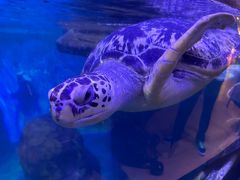 -海合安武汉极地海洋公园