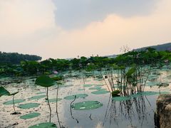 -丁香湖公园